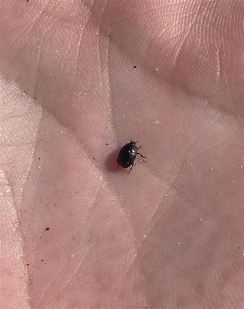 Biting black beetle : r/whatsthisbug