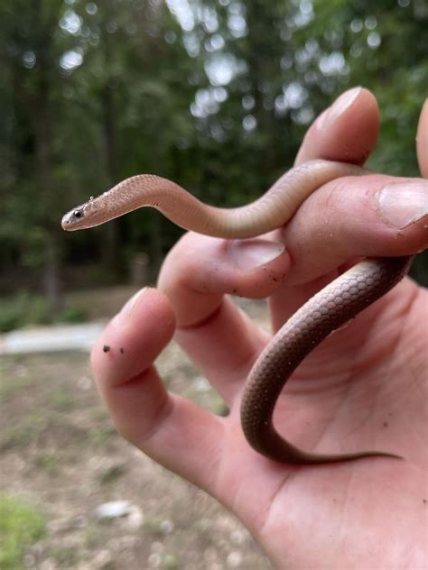 I really didn't know there were so many people that dislike snakes but