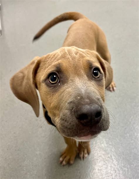 san francisco animal control center 10