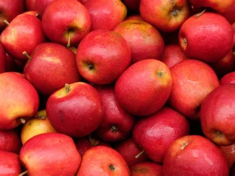 apple wholesale price mandi rate  apple fruit