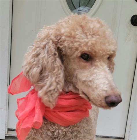 AKC Poodle Available for Rehome - Rainfield Golden Doodles