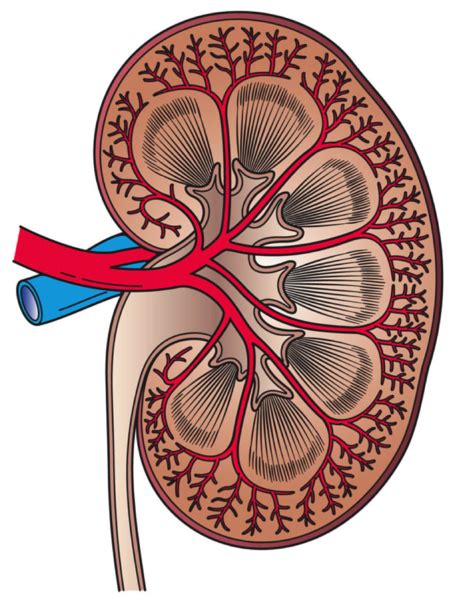 kidney libre pathology