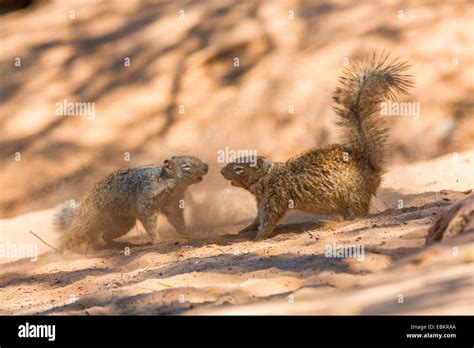 rock squirrel (Citellus variegatus, Spermophilus variegatus ), two ...