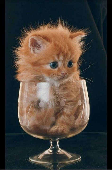 Fluffy Kittens Kitty Cute Cat - Dogs And Cats Wallpaper