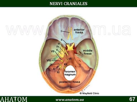 19 – NERVI CRANIALES#ЧЕРЕПНІ НЕРВИ – АНАТОМ | ANATOM.UA