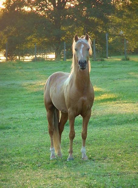 17 Best images about Palomino Horse on Pinterest | Beautiful horses ...