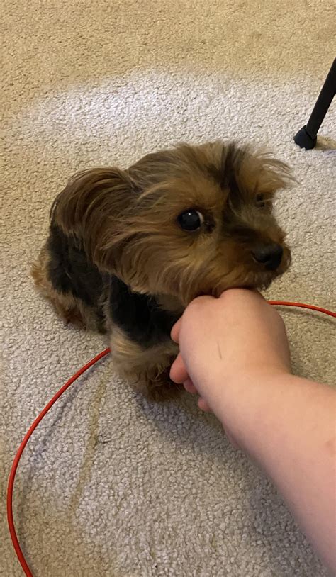 Side Eye Daisy : r/Yorkies