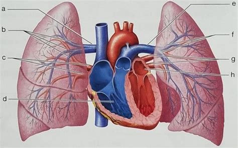 pulmonary circulation Diagram | Quizlet