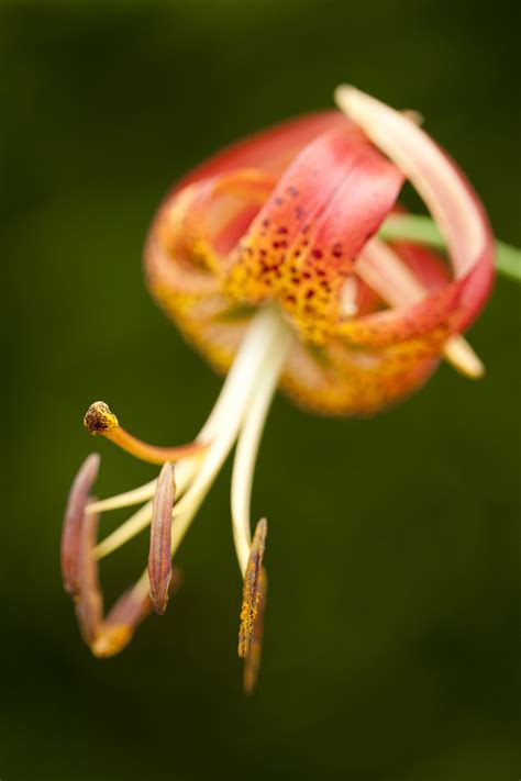 Morning Eye Candy: Lilium - Plant Talk