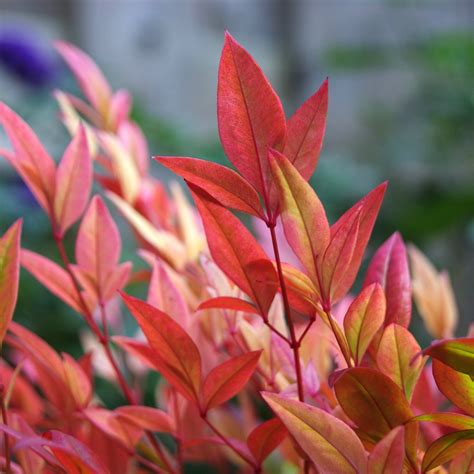 Nandina domestica Sunset Boulevard – Caragh Nurseries