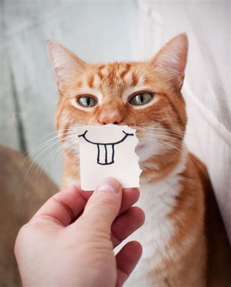 What Makes Something Funny? Can Humor Improve Our Lives? | TIME