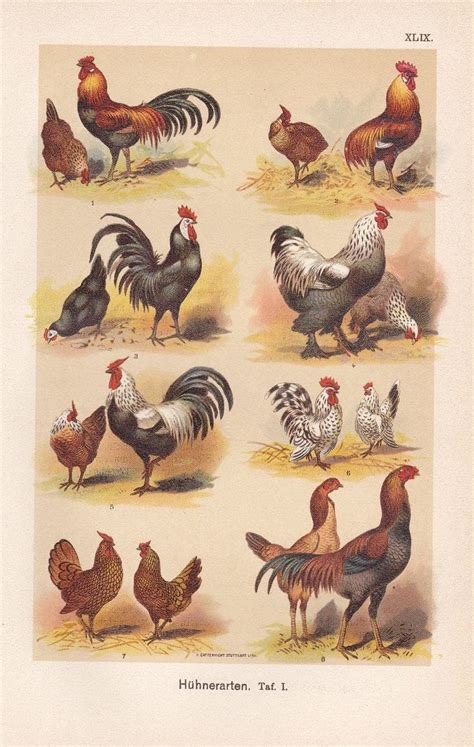 1901 Poultry, Ornamental Fowl, Chicken Breeds: Minorca, Leghorn, Brahma ...