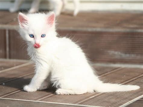 Анатолийская кошка🐱 — описание, фото, характер анатолийской кошки на ...