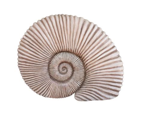 Spiral Shell Fossil Stock Photos, Pictures & Royalty-Free Images - iStock