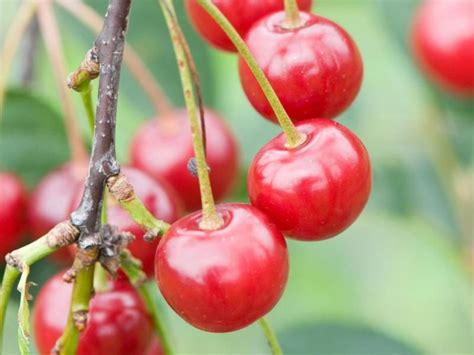 Выращивание вишни из косточки | Fruit garden, Hgtv garden, Fruit trees