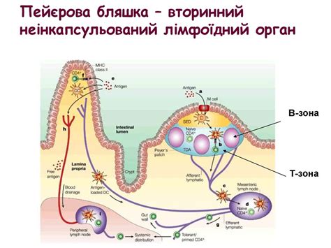 Історія розвитку імунології. Загальні поняття і термінологія в ...