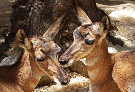 Antelope stock photo. Image of forage, detail, eyes, cute - 32343092