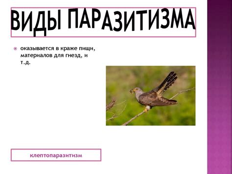 Паразитизм. Виды паразитизма - презентация онлайн