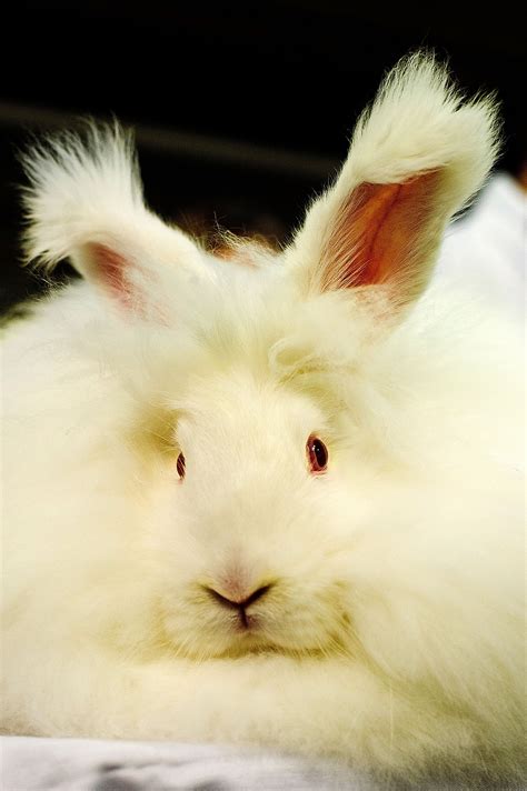 PETA releases video of angora rabbit investigation in China - CBS News