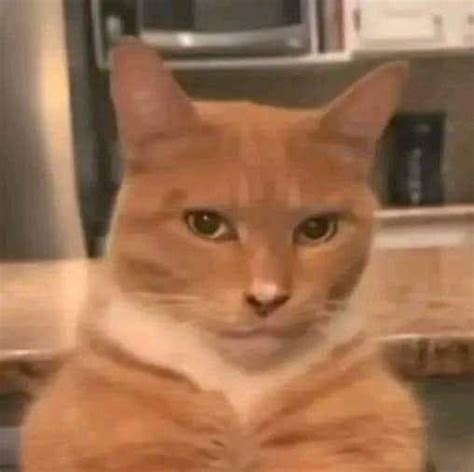 beluga discord pfp   beluga characters artofit