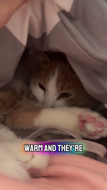 cats sniff blankets  sleeping youtube