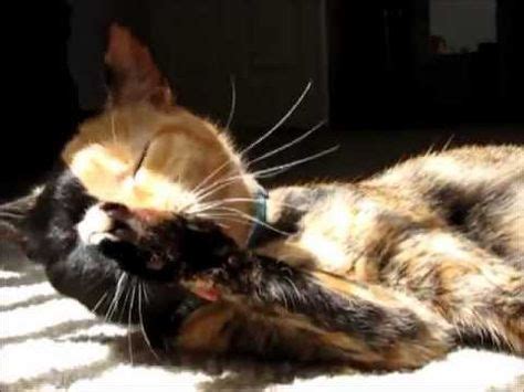 35 Venus The Chimera Cat ideas | two faced cat, cats, crazy cats