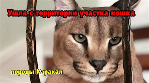 Ушла с территории участка кошка породы Каракал (степная кошка, похожа ...