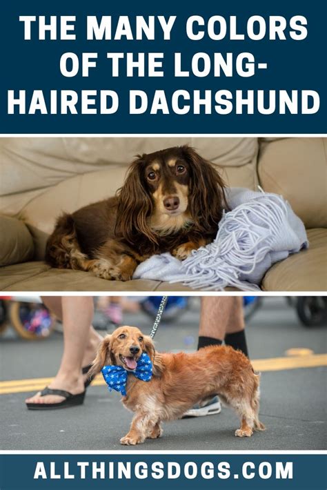 long haired dachshund colors long haired dachshund dachshund colors