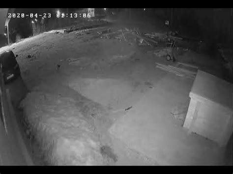 Волк и Немецкая овчарка. - YouTube