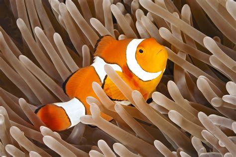 Clown fish - boundkesil