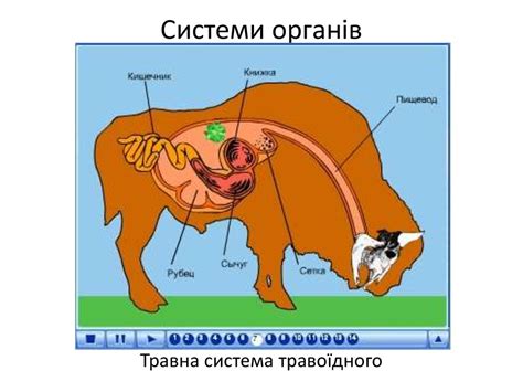 Органи та системи органів - презентация онлайн