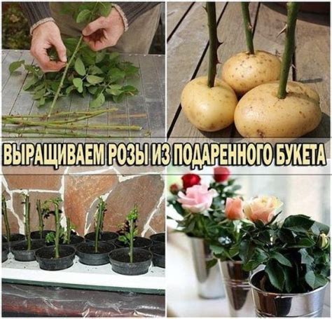 Обрезка садовых деревьев. | Все о ремонте