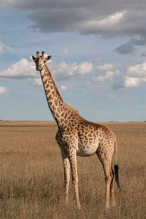 Exotic Mammal: Giraffe in Dry Grass Field
