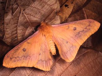 Moths and Butterflies of Europe and North Africa