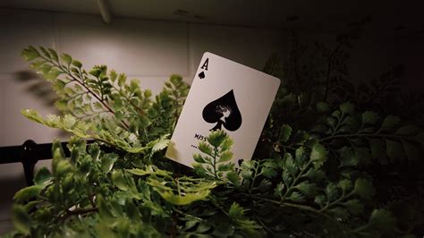 Miss Cindy | BOMBMAGIC