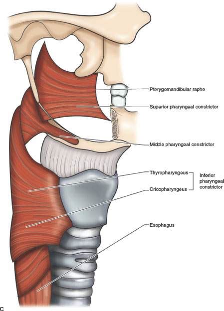 hypopharynx anatomy