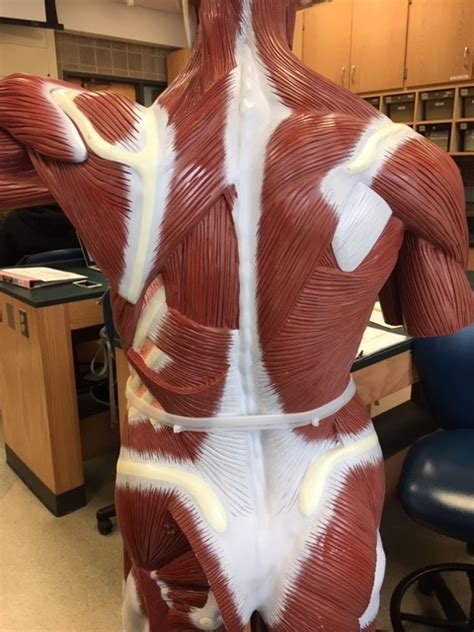 Posterior Muscles Diagram | Quizlet