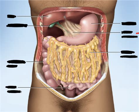 Peritoneum and the abdominal cavity Diagram | Quizlet