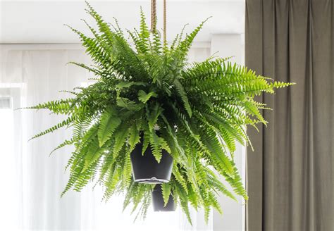 Fern Identification Houseplant at Evelyn Saltsman blog