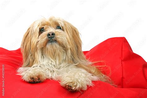 Schoßhund Stock-Foto | Adobe Stock