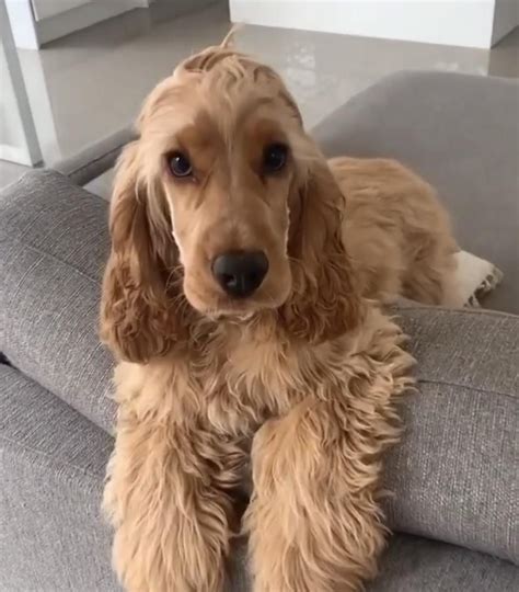 20 best cocker spaniel haircuts for your puppy – Artofit