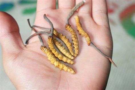 Grzyb Yarsagumba: „Himalajska Viagra”.