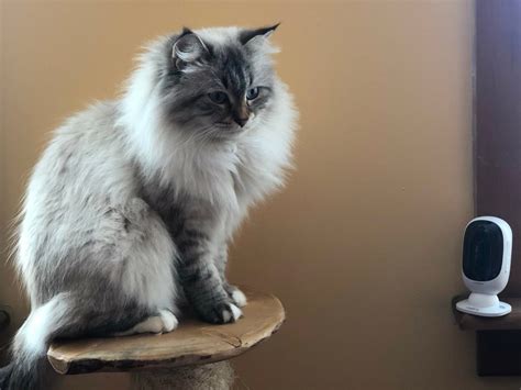 Are Siberian Cats Hypoallergenic? Separating Fact from Fiction