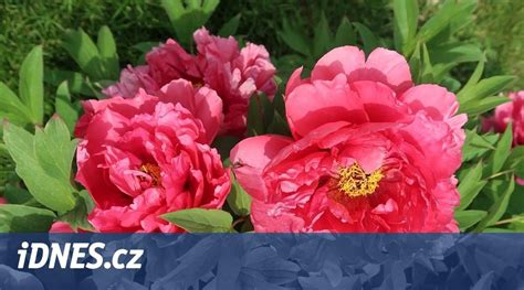 „Nepříliš náročné rostliny mírného pásma, většina druhů odolných proti ...