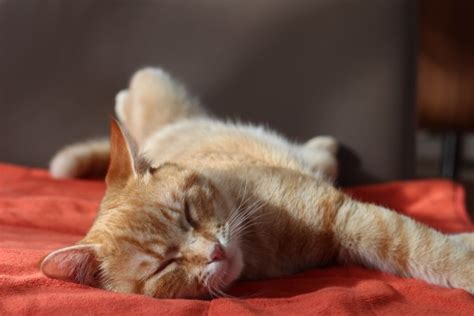 images white animal sleeping black nap siam nose whiskers