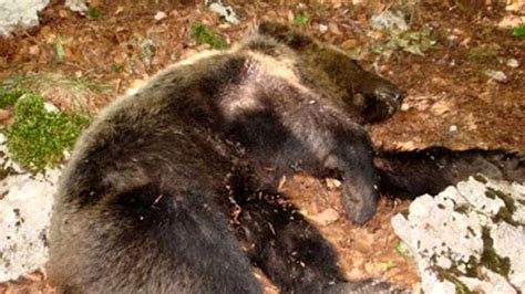 Trovati morti altri due orsi