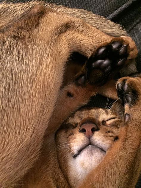 Pin by Joanne Fuller on Abyssinian cats | Abyssinian cats, Cat breeds ...