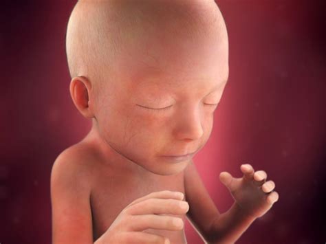 20 weeks pregnant: fetal development | BabyCenter