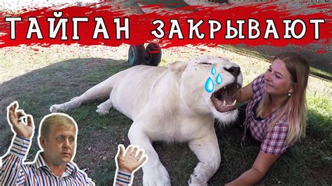 СПАСИ ТАЙГАН - ПОДПИШИ ПЕТИЦИЮ🦁 - YouTube