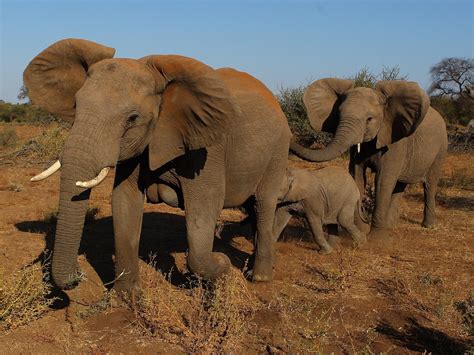Elephants